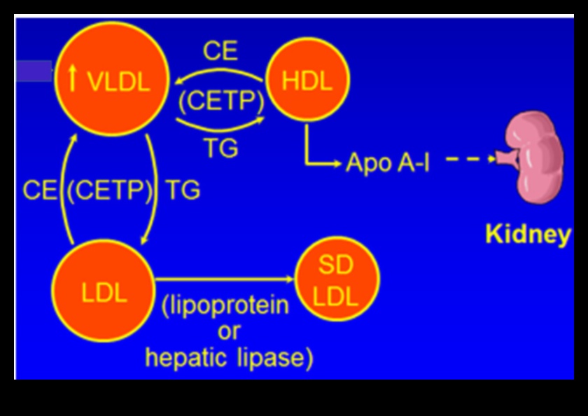 Yaşam Tarzı Diyetleri ve Kan Lipid Profilleri: Kapsamlı Bir Görünüm