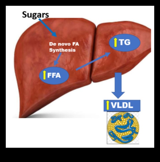 Yaşam Tarzı Diyetleri ve Kan Lipid Profilleri: Kapsamlı Bir Görünüm