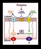 Protein Emiliminin ABC’leri