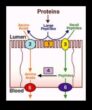 Protein Emiliminin ABC’leri