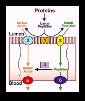 Protein ve Besin Emilimi: Hassas Bir Denge